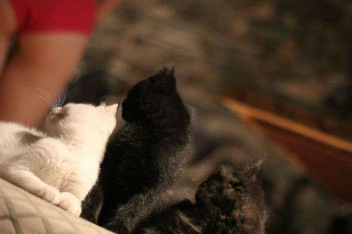 Справжні березневі коти (7 фото)