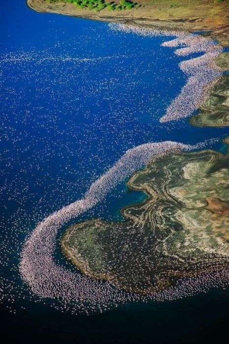 Незвичайне озеро, на якому збираються мільйони фламінго (26 фото)