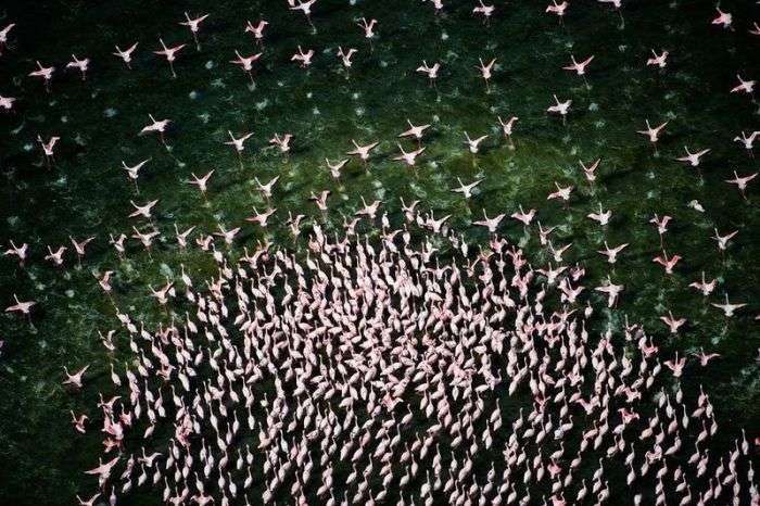 Незвичайне озеро, на якому збираються мільйони фламінго (26 фото)