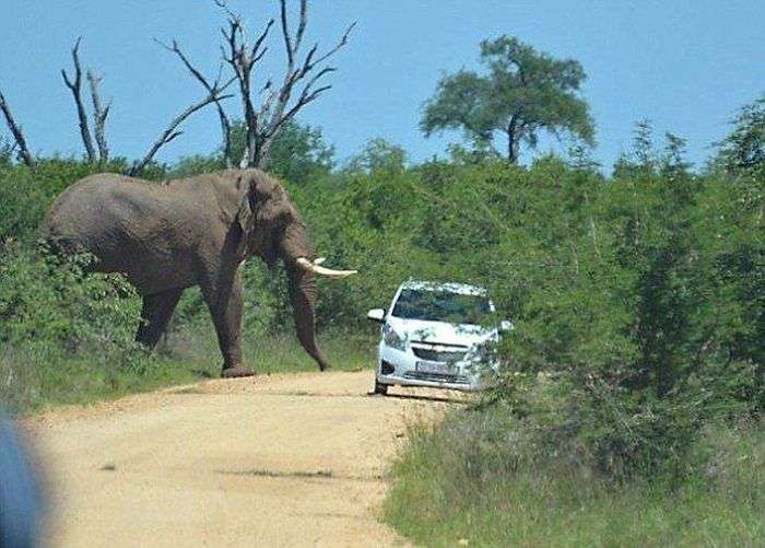 Слон, який ненавидить автомобілі (11 фото)