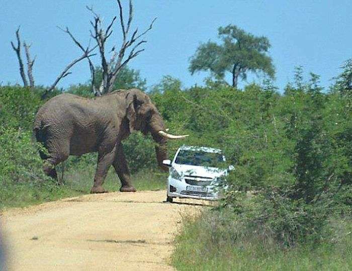 Слон, який ненавидить автомобілі (11 фото)