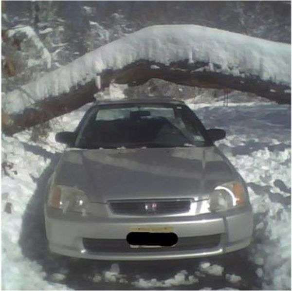 Сильний снігопад призвів до падіння дерева на автомобіль (4 фото)