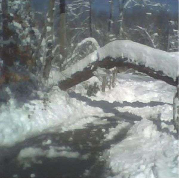 Сильний снігопад призвів до падіння дерева на автомобіль (4 фото)