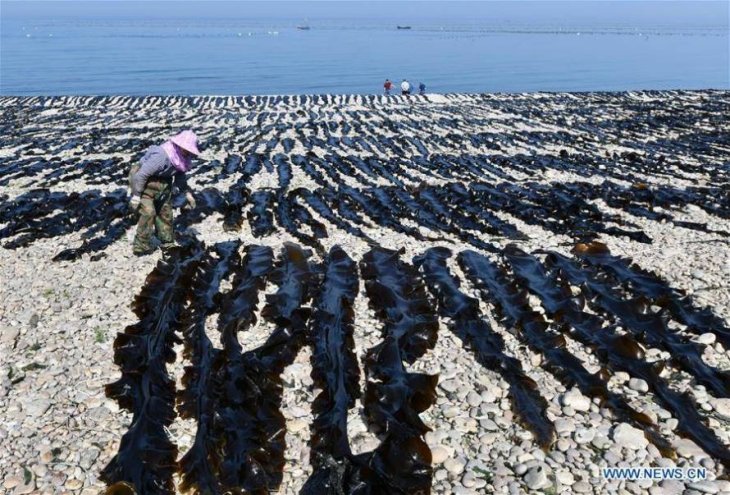 Как собирают урожай водорослей в Китае Интересное