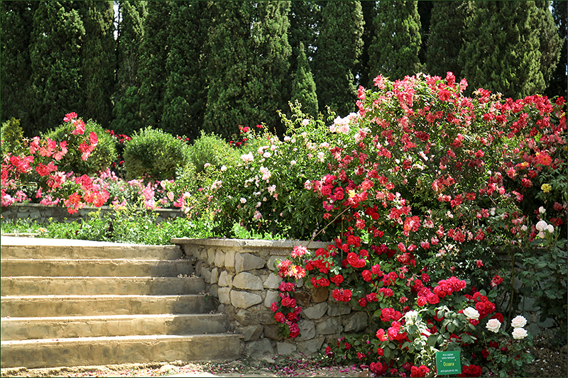 Феерия роз в Никитском Ботаническом Саду июня 2019 экскурсия,Крым
