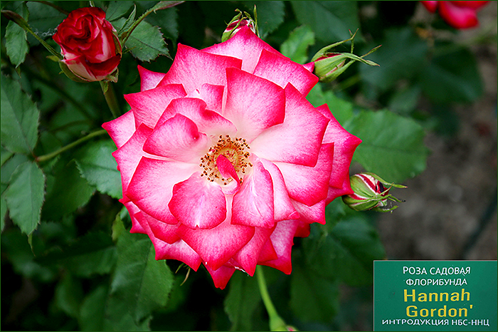 Феерия роз в Никитском Ботаническом Саду июня 2019 экскурсия,Крым
