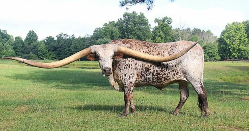 Бык с невероятно длинными рогами установил новый мировой рекорд Гиннесса Мир Животных
