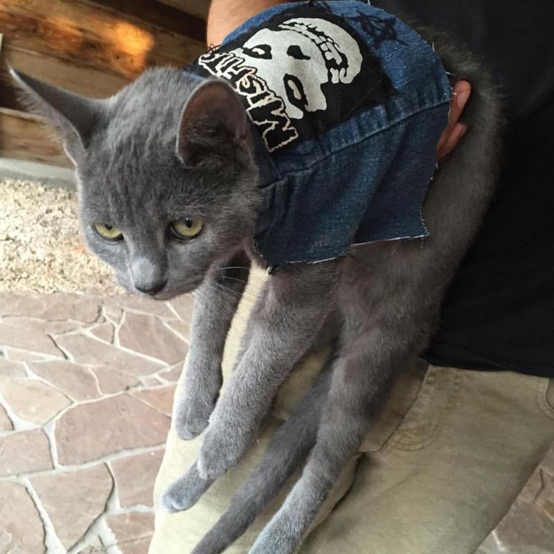 Крутые коты-рокеры Мир Животных