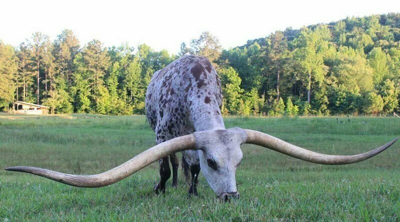 Бык с невероятно длинными рогами установил новый мировой рекорд Гиннесса Мир Животных
