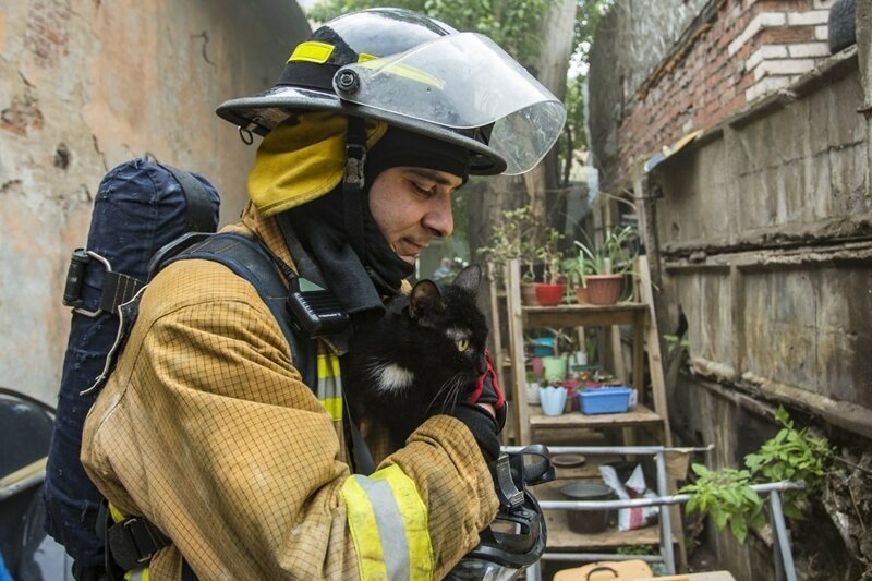Питерские пожарные спасли 300 кошек и семь собак из горящего приюта   Интересное