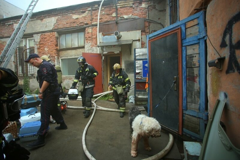Питерские пожарные спасли 300 кошек и семь собак из горящего приюта   Интересное