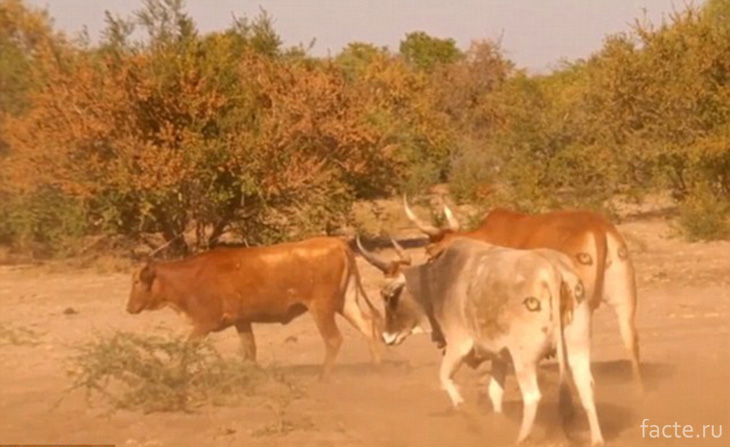 Почему у ботсванских коров глаза на пикантном месте? Ботсвана,коровы,лайфхак,хищники