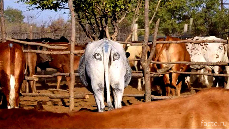 Почему у ботсванских коров глаза на пикантном месте? Ботсвана,коровы,лайфхак,хищники
