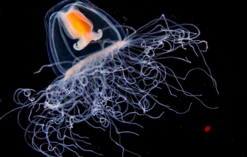 Любопытные факты о бессмертной медузе любопытное