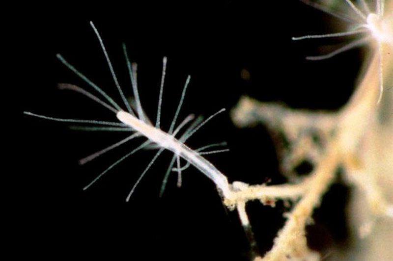 Любопытные факты о бессмертной медузе любопытное