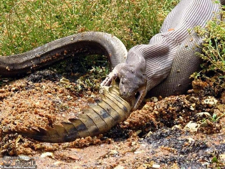 В Австралии случайно засняли как питон целиком заглотнул крокодила Тайны и мифы