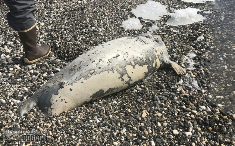 60 мертвых тюленей выбросило на берег Аляски Тайны и мифы